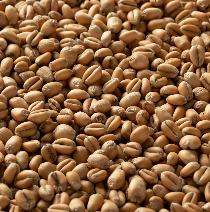 Briess Torrified Wheat - 50 lb. Bag