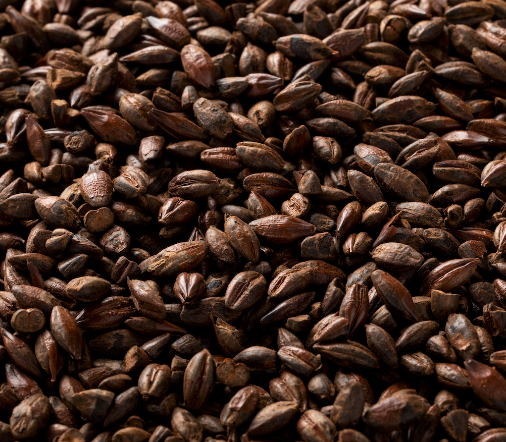Briess Roasted Barley - 50 lb. Bag