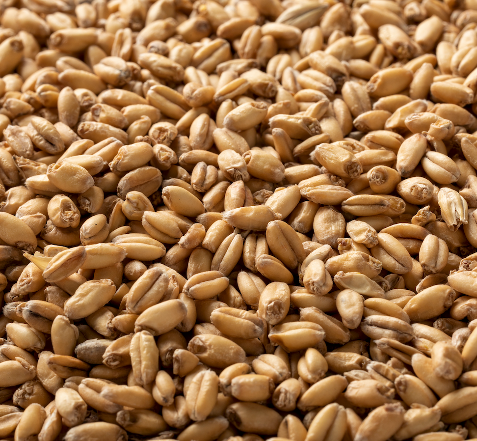 Briess White Wheat Malt - 50 lb. Bag
