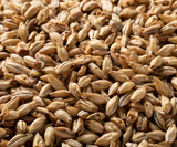 Briess Ashburne Mild Malt - 50 lb. Bag