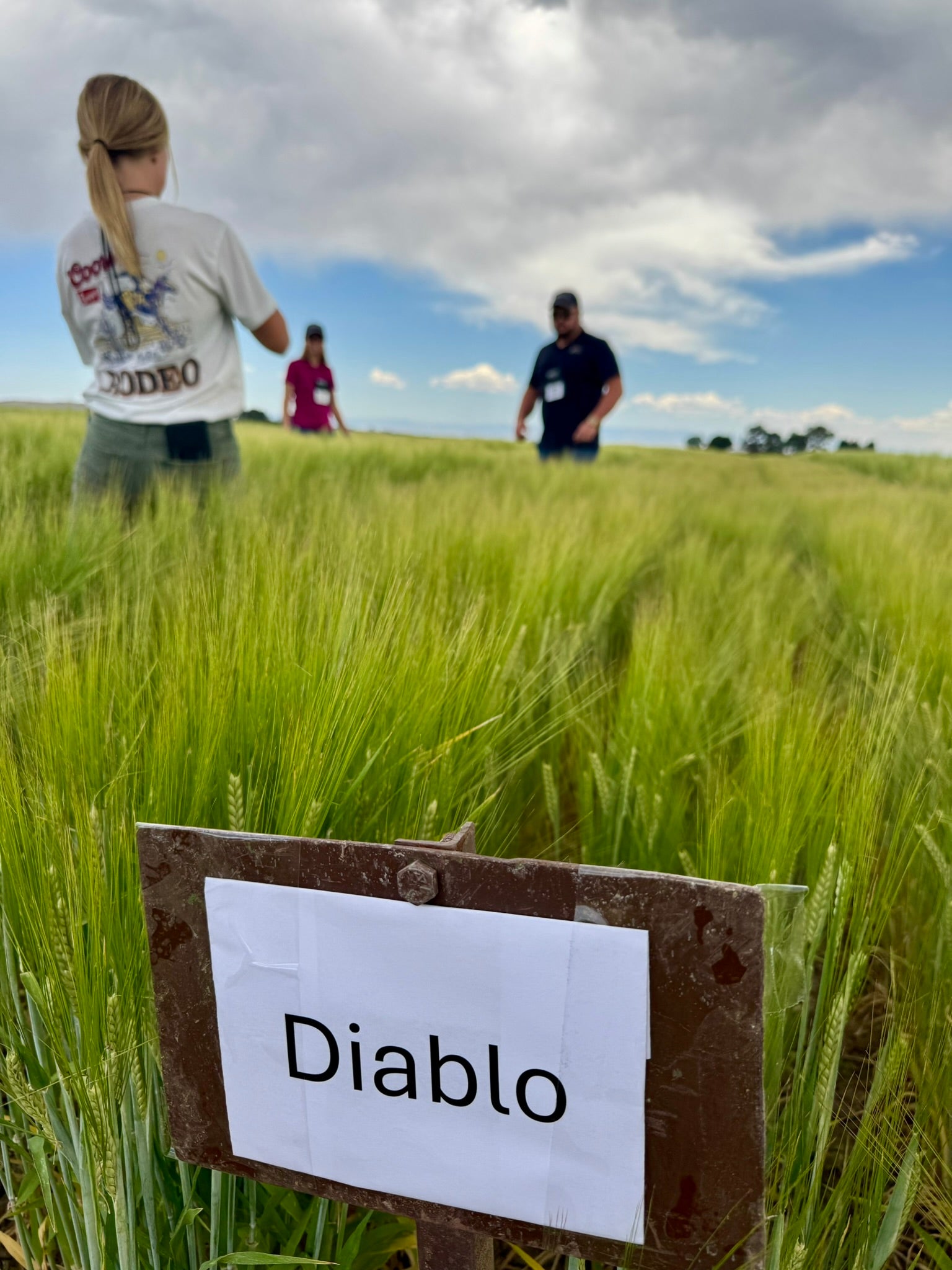 Diablo variety marker sign in a barley trial plot at the University of Wyoming research farm