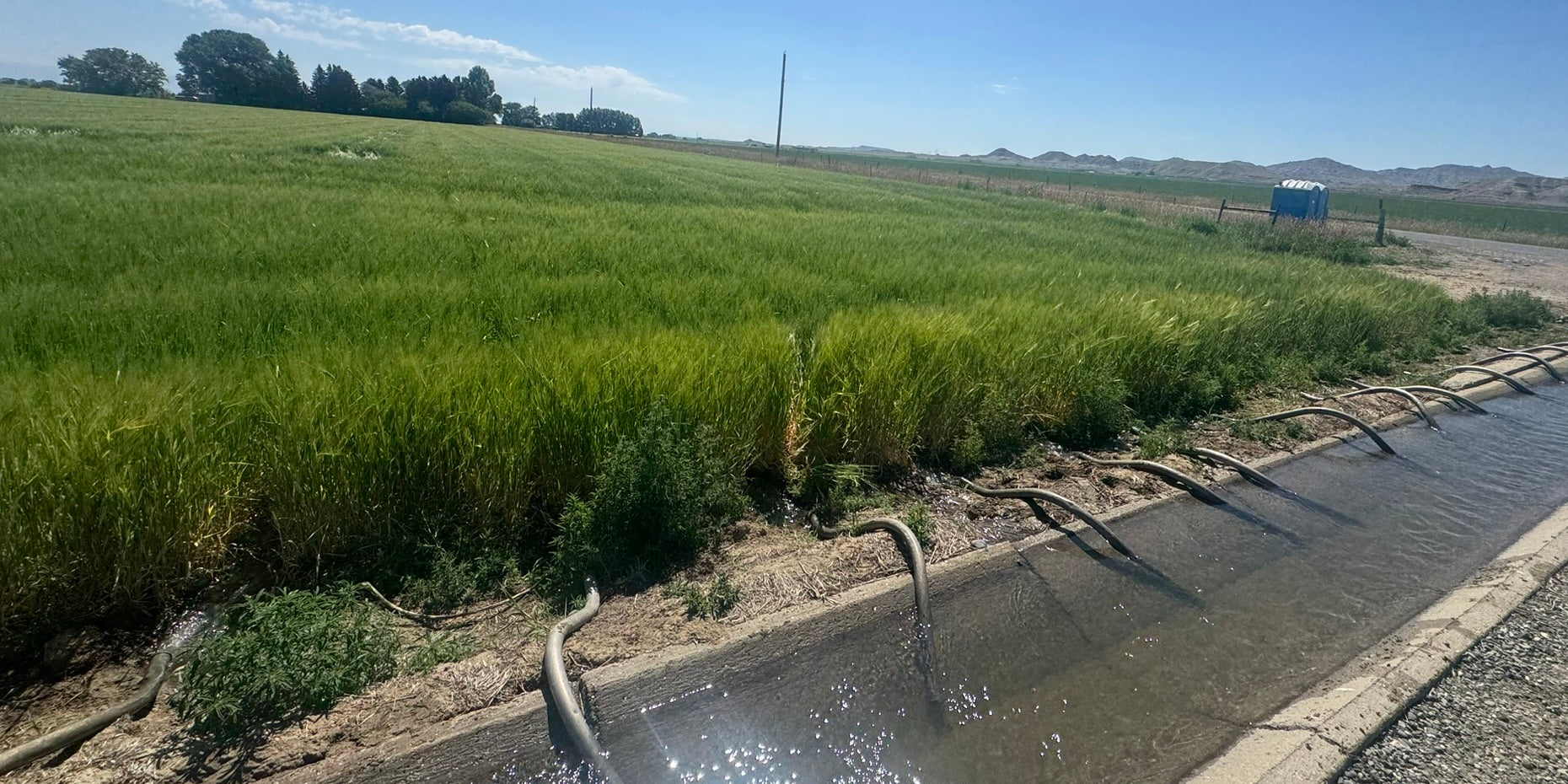 Siphon tubes carrying irrigation water from a concrete ditch into a barley field