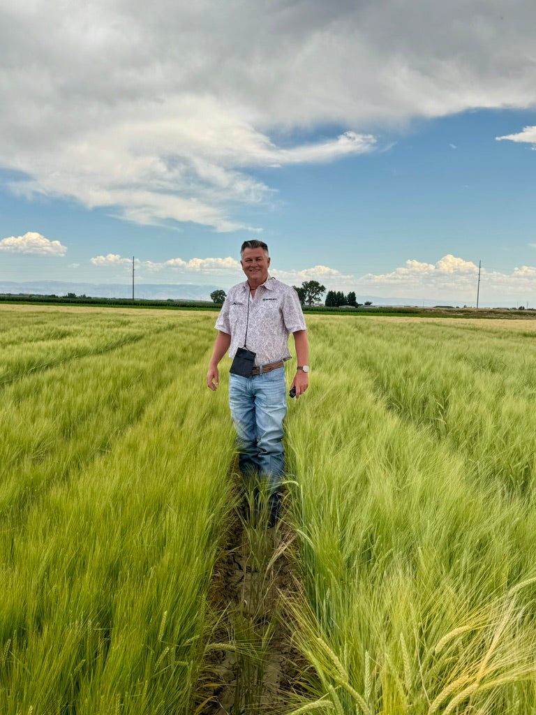 Walking between rows in a green Bighorn Basin barley field